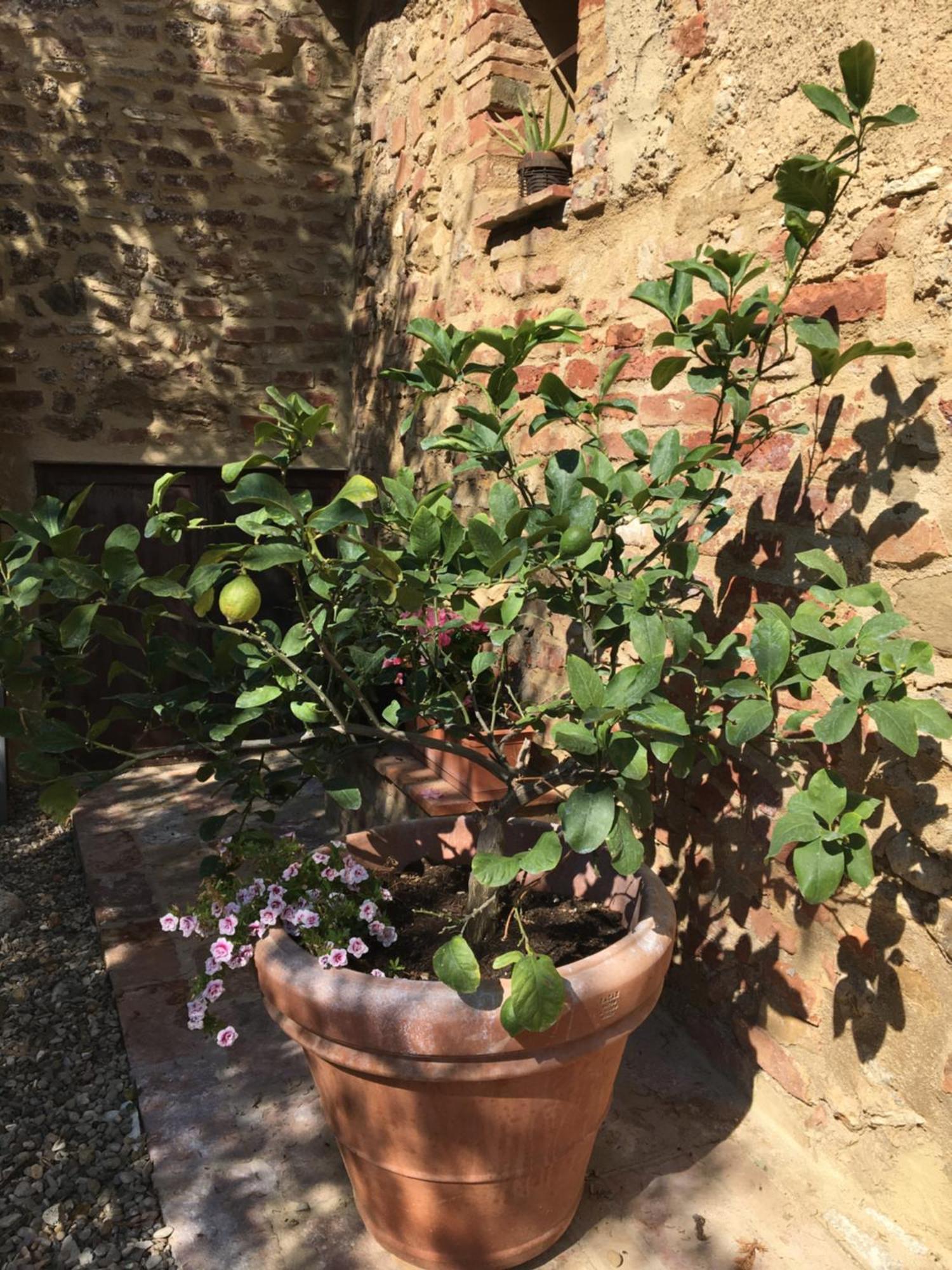 Agli Olivi Di Marciano Apartment